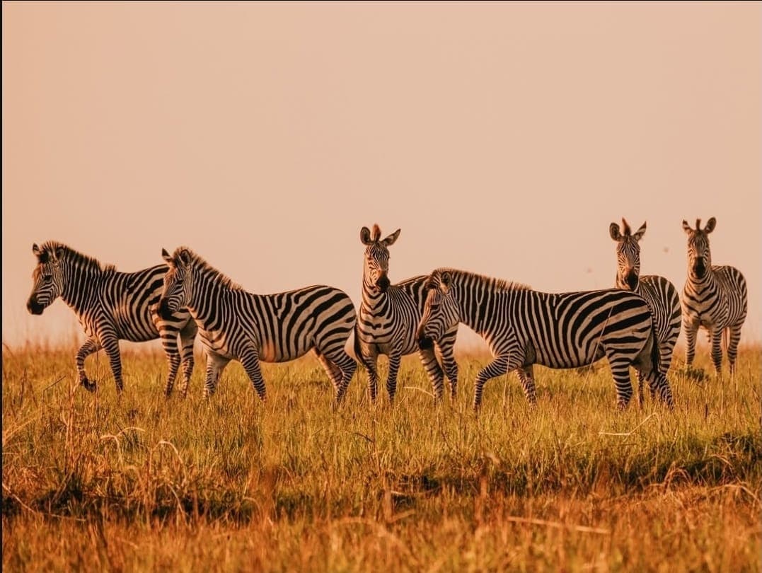 Upemba National Park Safari Expedition – Congo Basin Wetlands & Wildlife Adventure