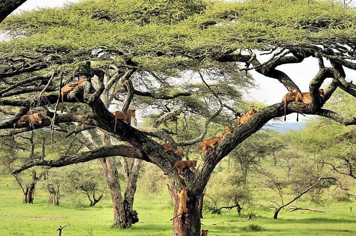 6 Day Luxury Lodge Wildlife Safari :Northern Tanzania on 4x4 Jeep