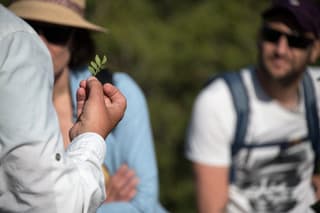  Randonnée - Sormiou et ses plantes magiques 