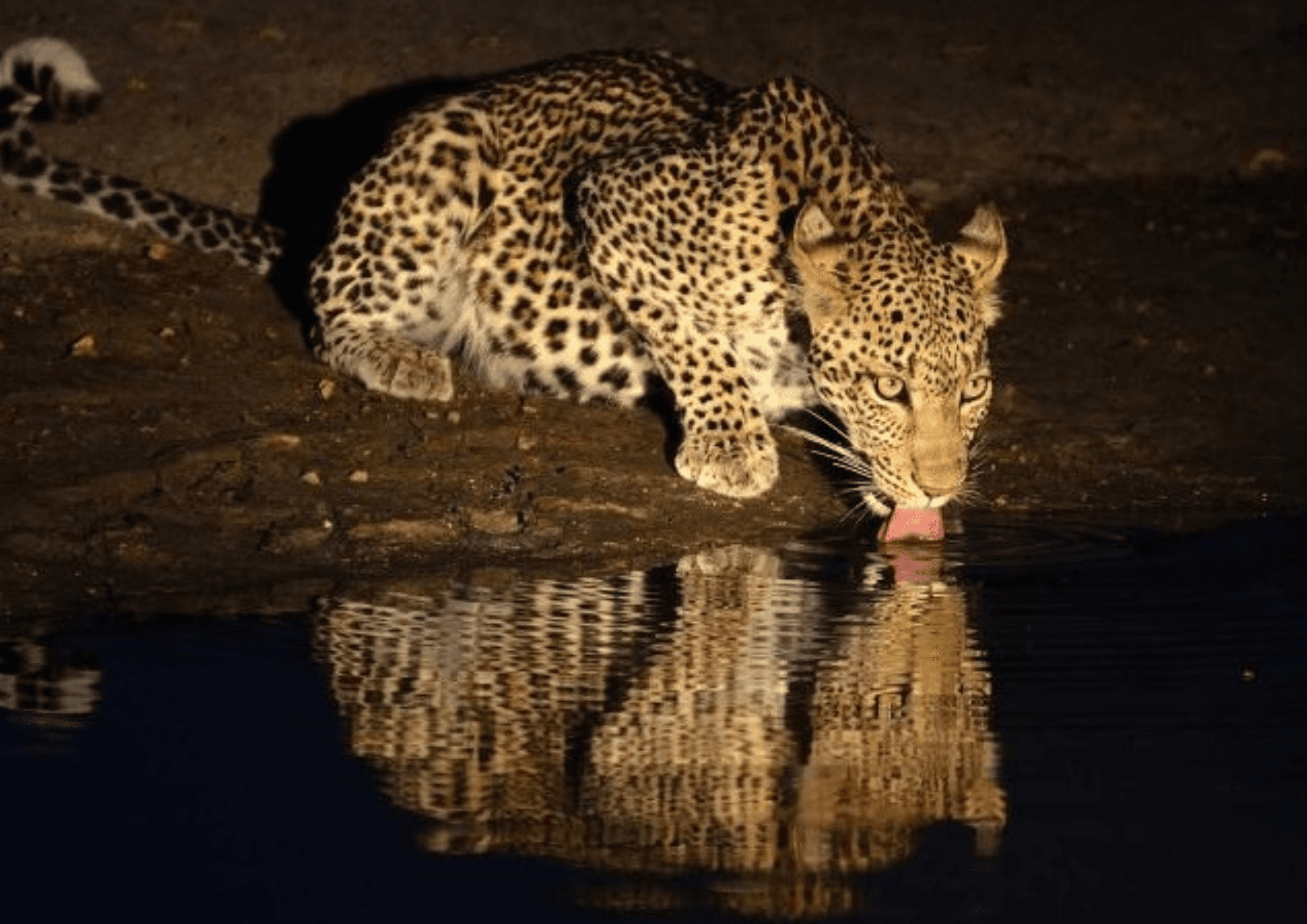 Night Game Drive at Tarangire National Park