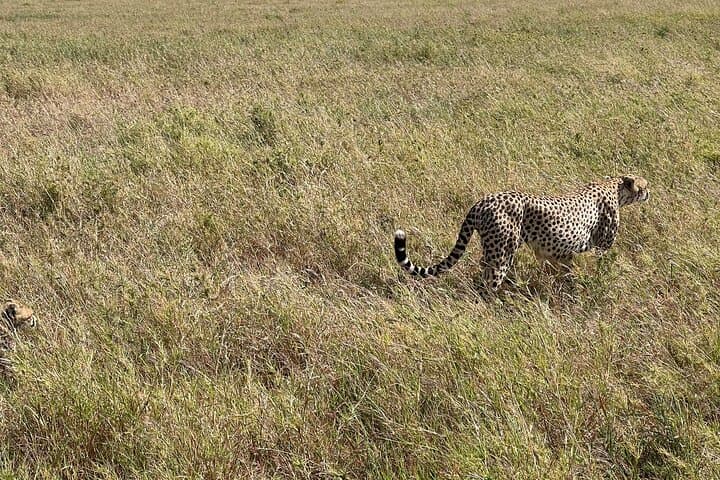 5-Days Witnessing the Nature's Greatest Migration in Serengeti