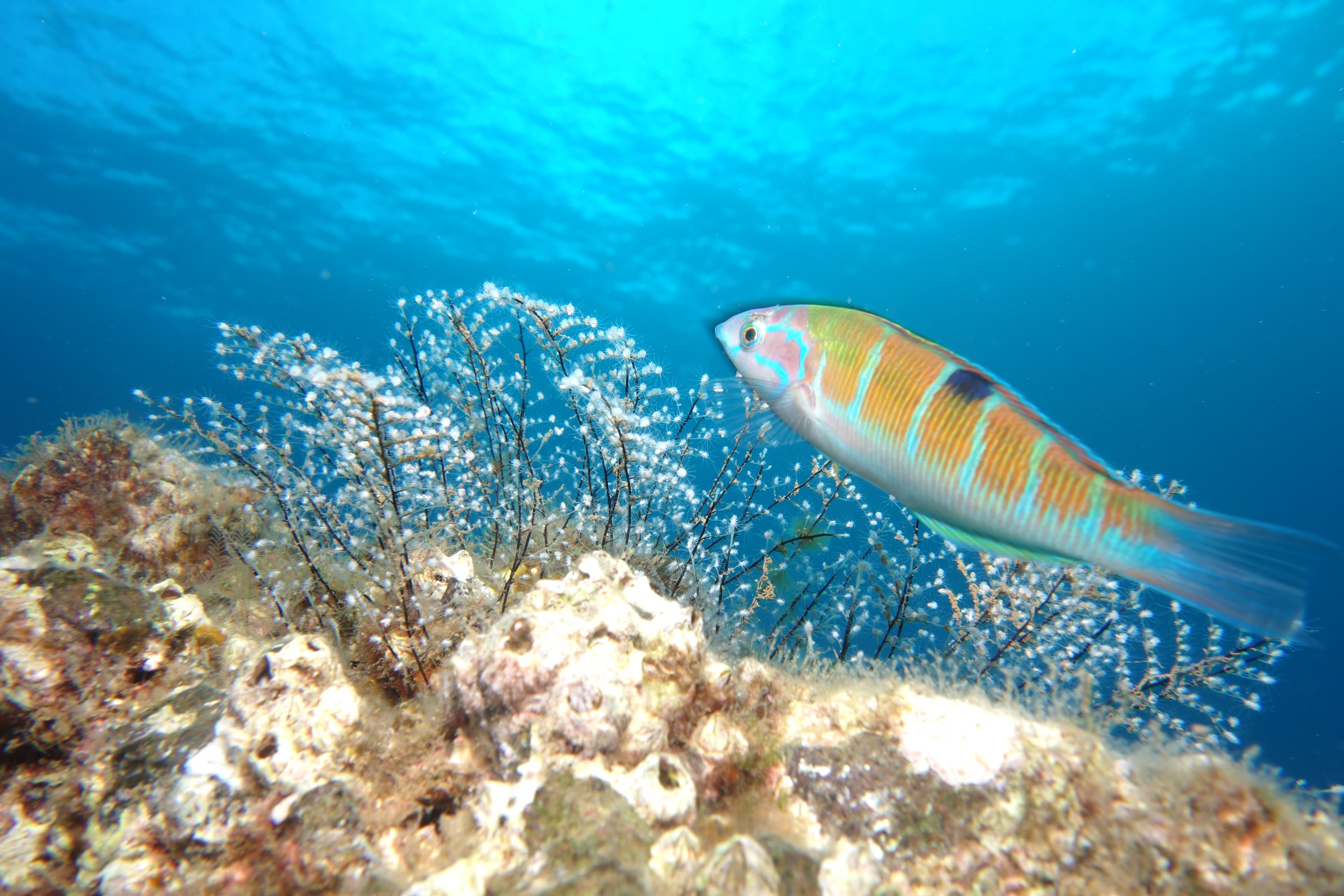 Shore dive - Ponta de São Lourenço