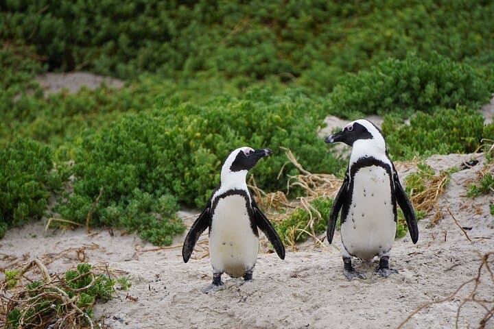 Half Day Penguins and Cape of Good Hope Group Tour 