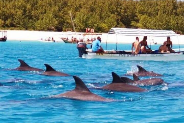 Zanzibar Swim with Dolphins and Turtles Visit at the Aquarium