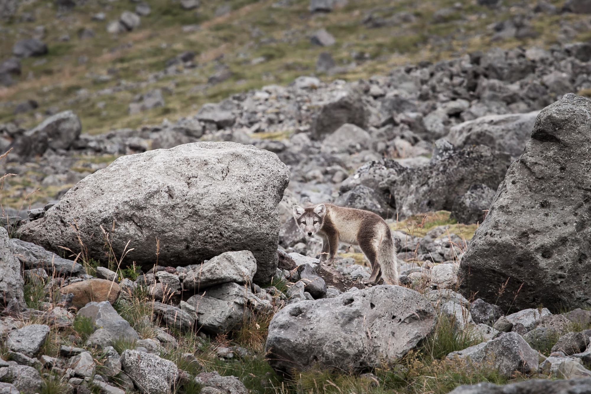 BackCountry Wildlife Adventure