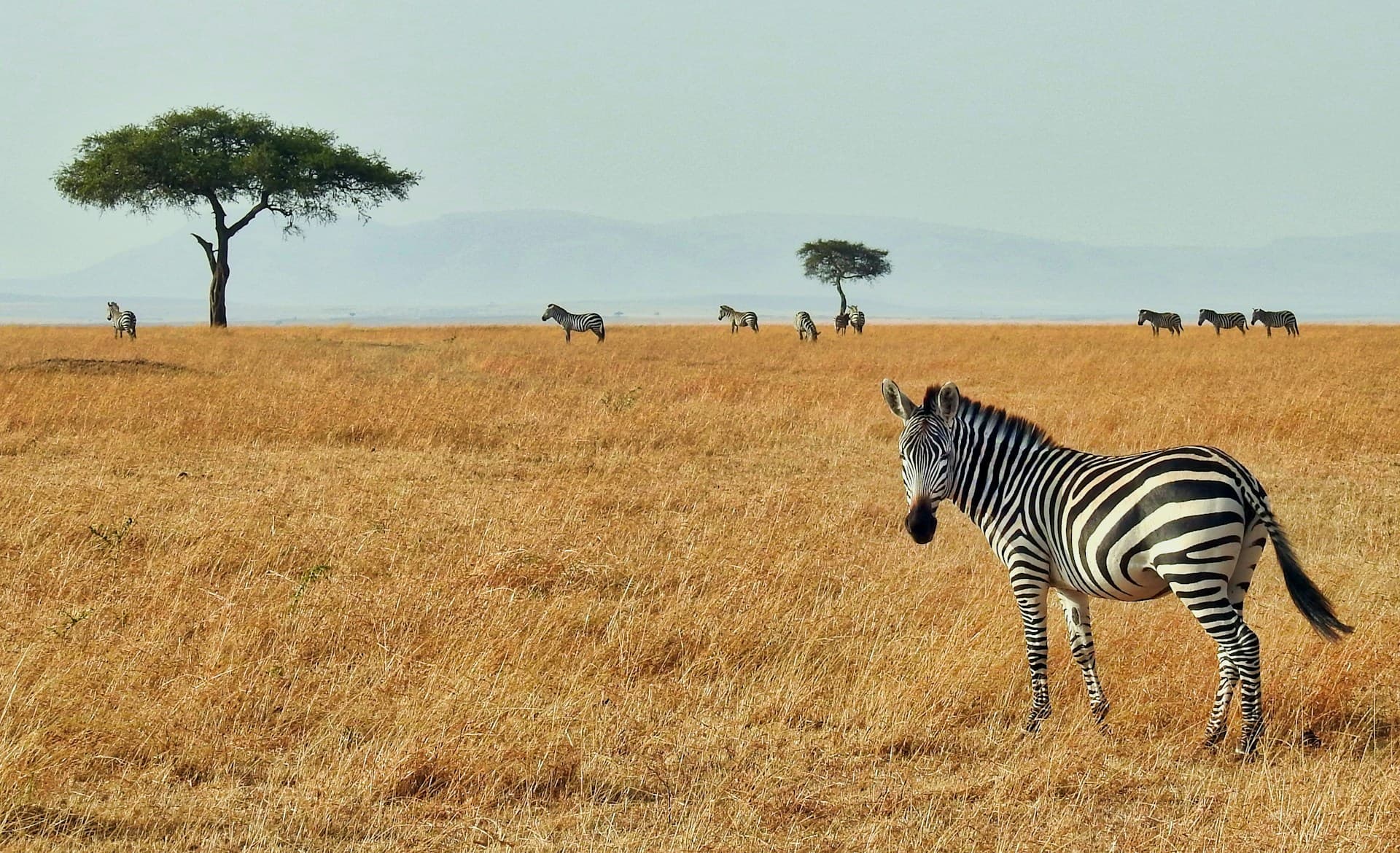 8 Days - The Best of Tanzania & Lake Eyasi Luxury Safari