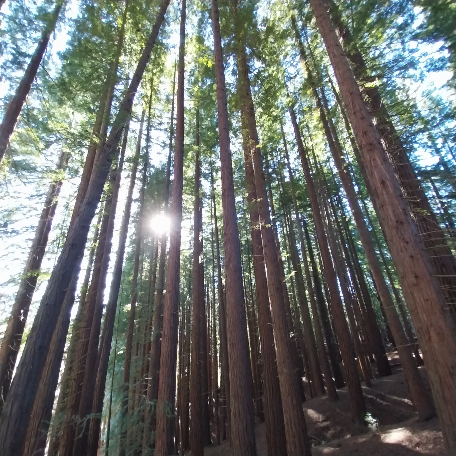 Sequoia Forest and San Vicente de la Barquera tour