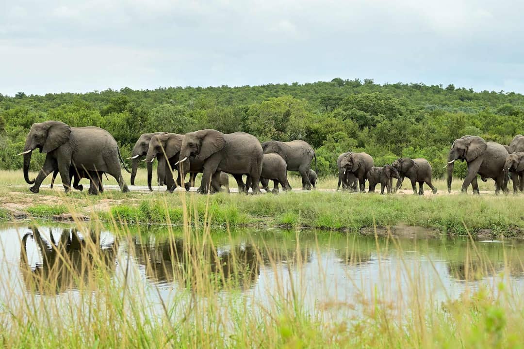 7-days Uganda’s Chimpanzees, Queen Elizabeth & Lake Mburo Safaris