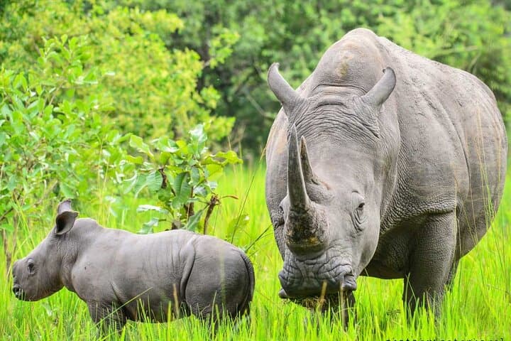 Explore Primates: 10 Days Safari Tour in Uganda