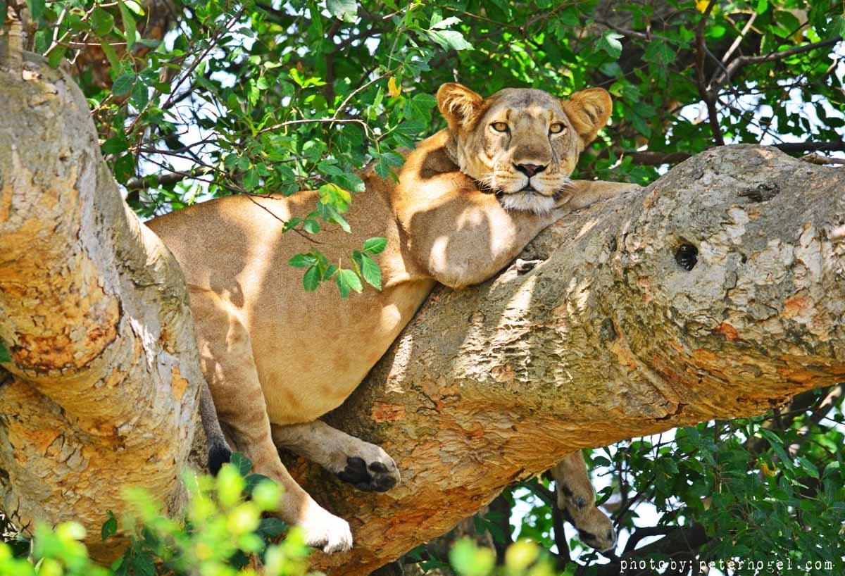 3-Day Queen Elizabeth National Park & Chimpanzee Tracking