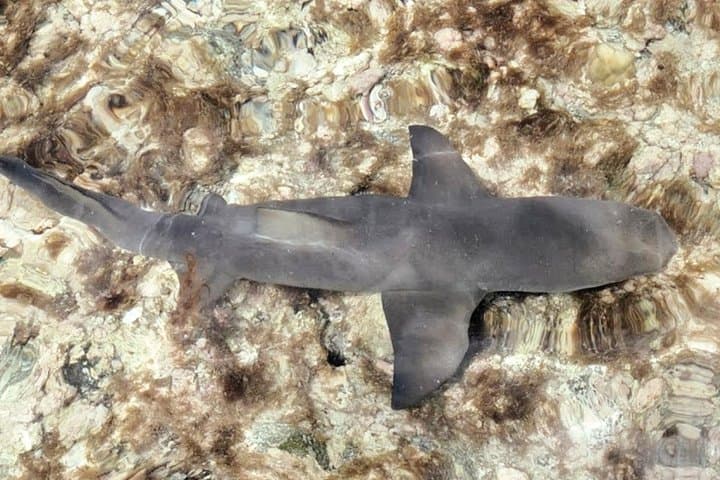 Sal Island: Shark Watching & Floating Experience 3-Hour