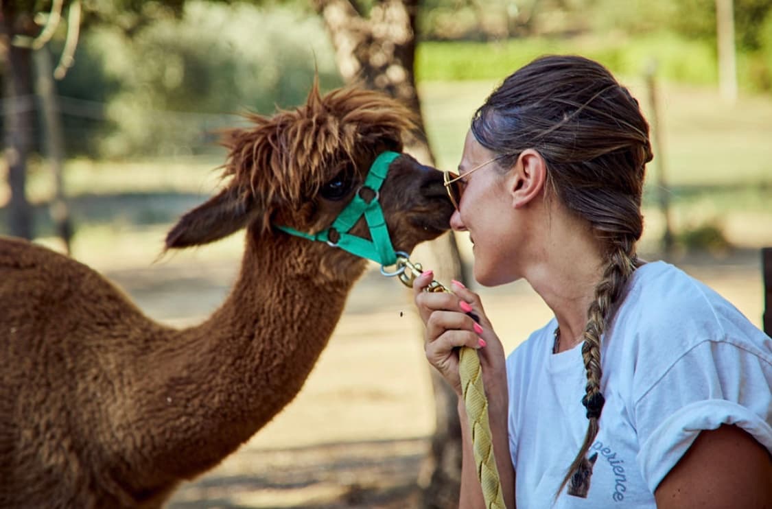 Walk with the Alpacas