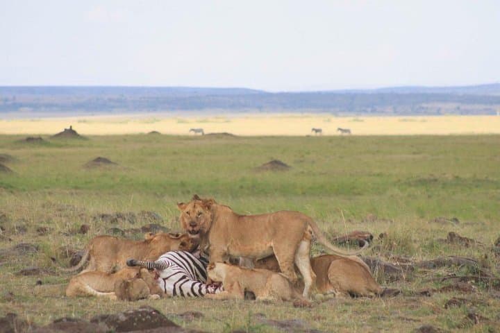 DAY TOUR TO LAKE NAKURU NATIONALPARK WITH OPTIONAL BOAT RIDE ON LAKE NAIVASHA