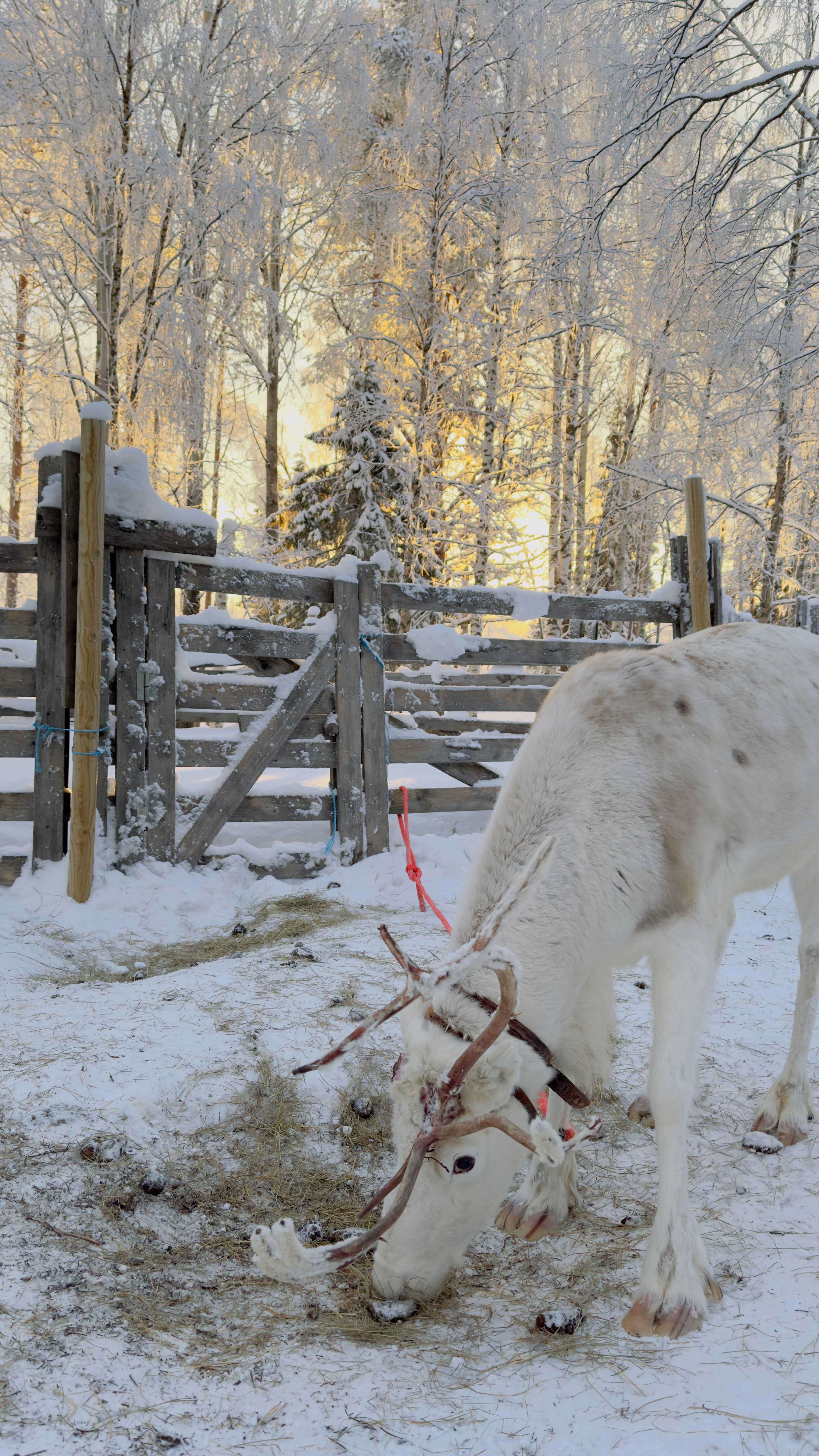 Private Reindeer Feeding Experience with Local Guide in Levi