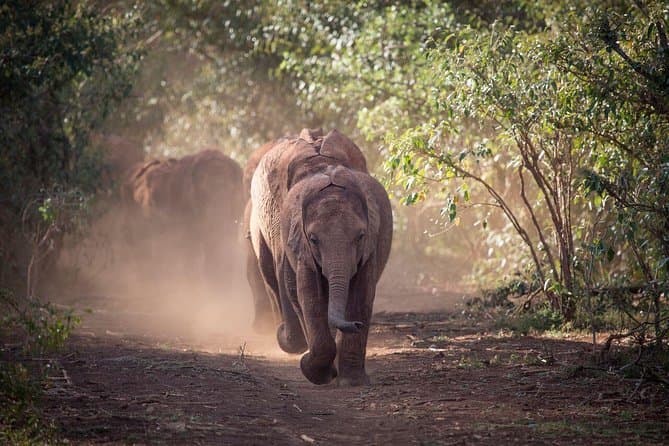 Baby Elephants Tour at Sheldrick Wildlife Trust - Nairobi