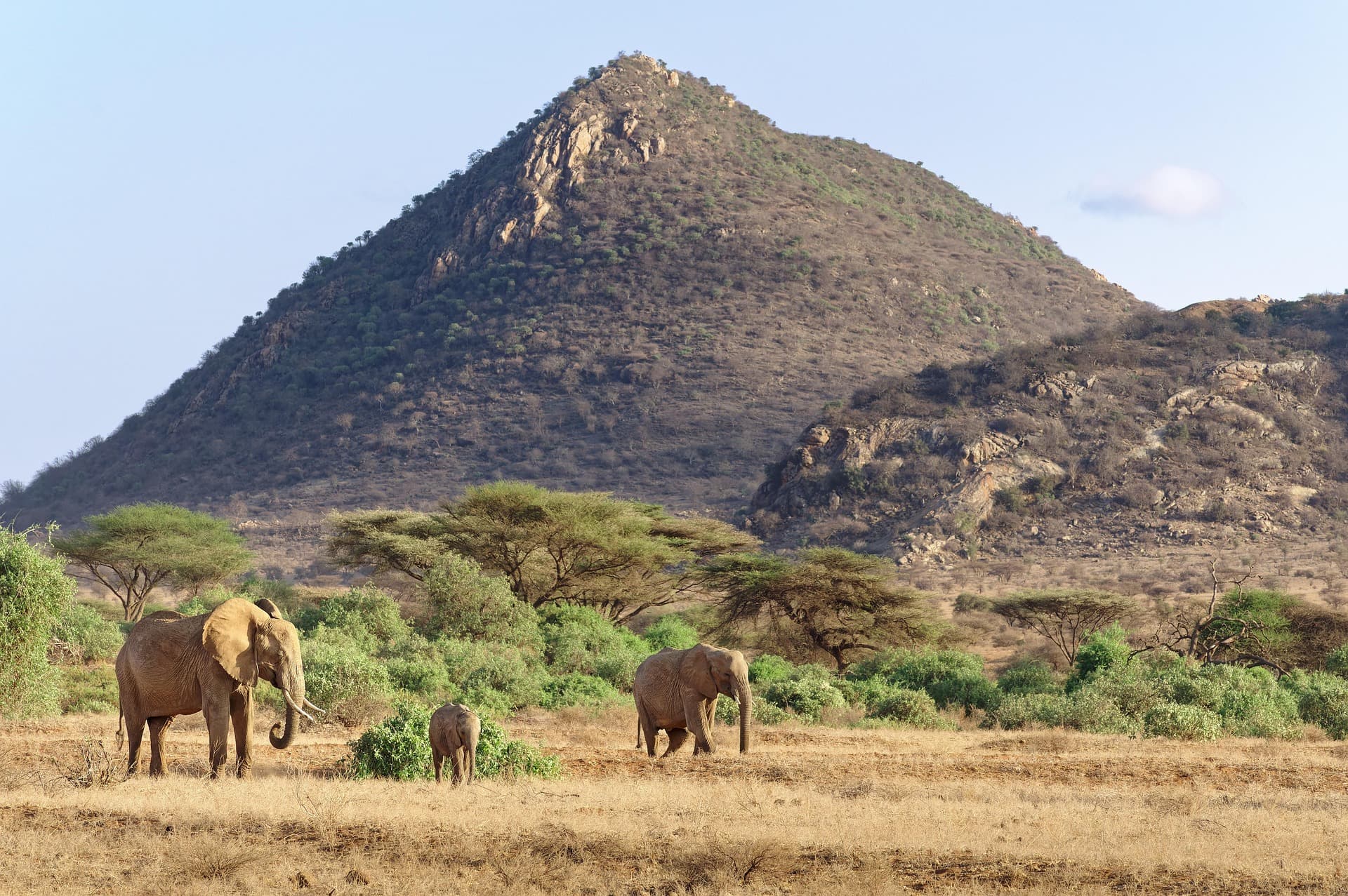 Samburu Special Five — Northern Kenya's Secret Safari