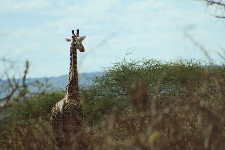 3-Day Tsavo West Safari from Mombasa