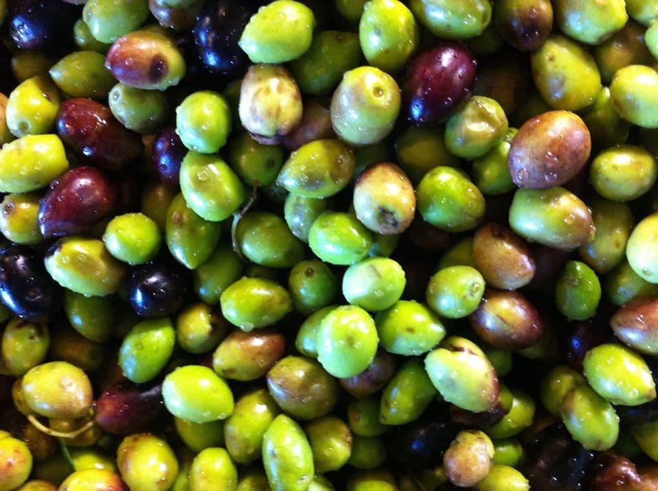 Morning Tour: Soap - Wine - Raki - Olive Oil - Honey | Meet the local Producers Tour