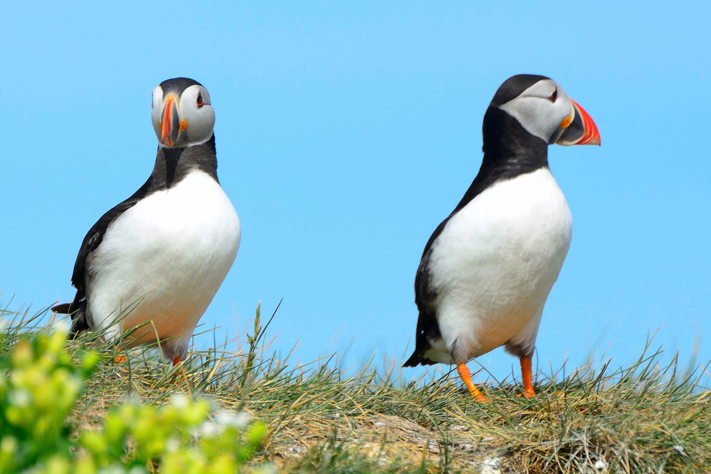 Puffin Express: 1-Hour Close Encounter with Adorable Birds