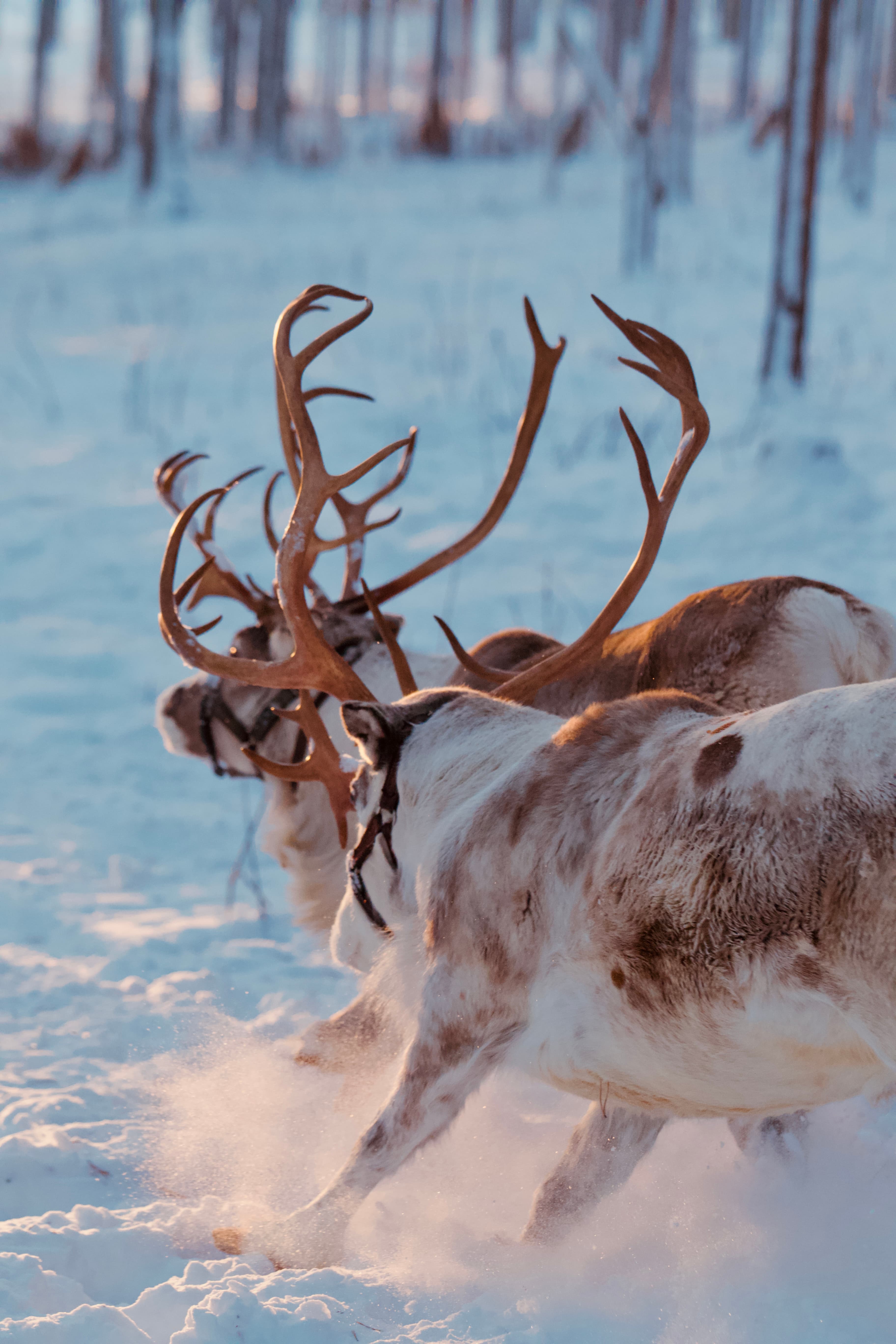 Levi Scenic Tour Reindeer Encounter and Snowshoe Adventure