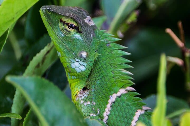 Sinharaja Rainforest Trekking All Inclusive Tour from Hambantota