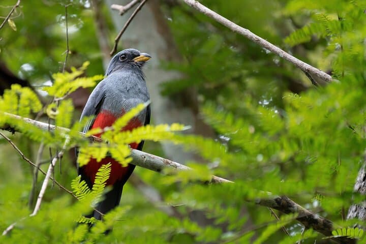 Amazon Adventure In to the Jungle 4D/3N At Amazon Peacock Paradise Ecolodge