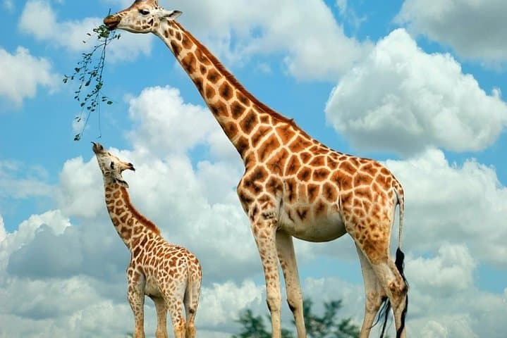 Nairobi Highlights: Karen Blixen, Beads Factory & Giraffe Center Day Tour
