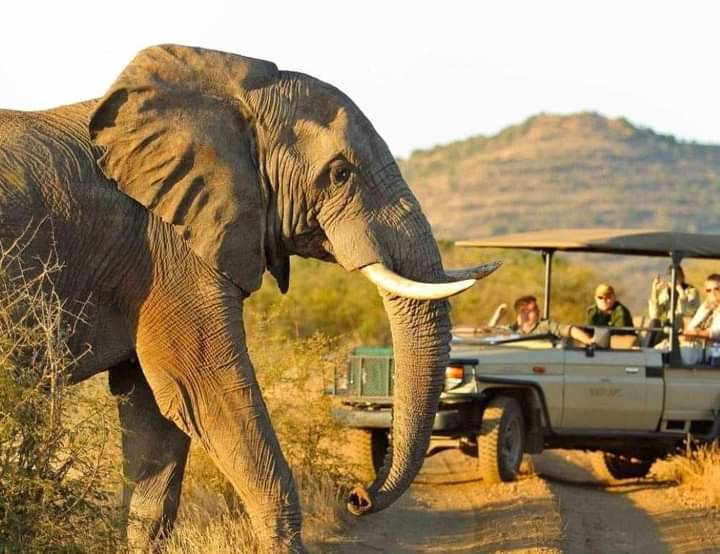 6-day Gorilla Habituation, Murchison falls park and Jinja Experience