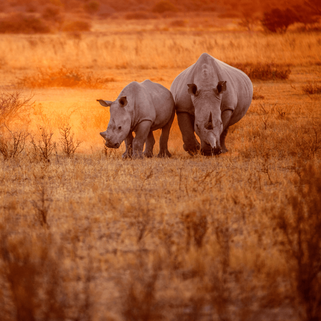 Day Safari to Mkomazi National Park from Arusha