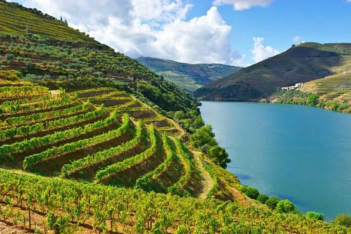 Douro Valley Private Wine and Food Tour From Porto