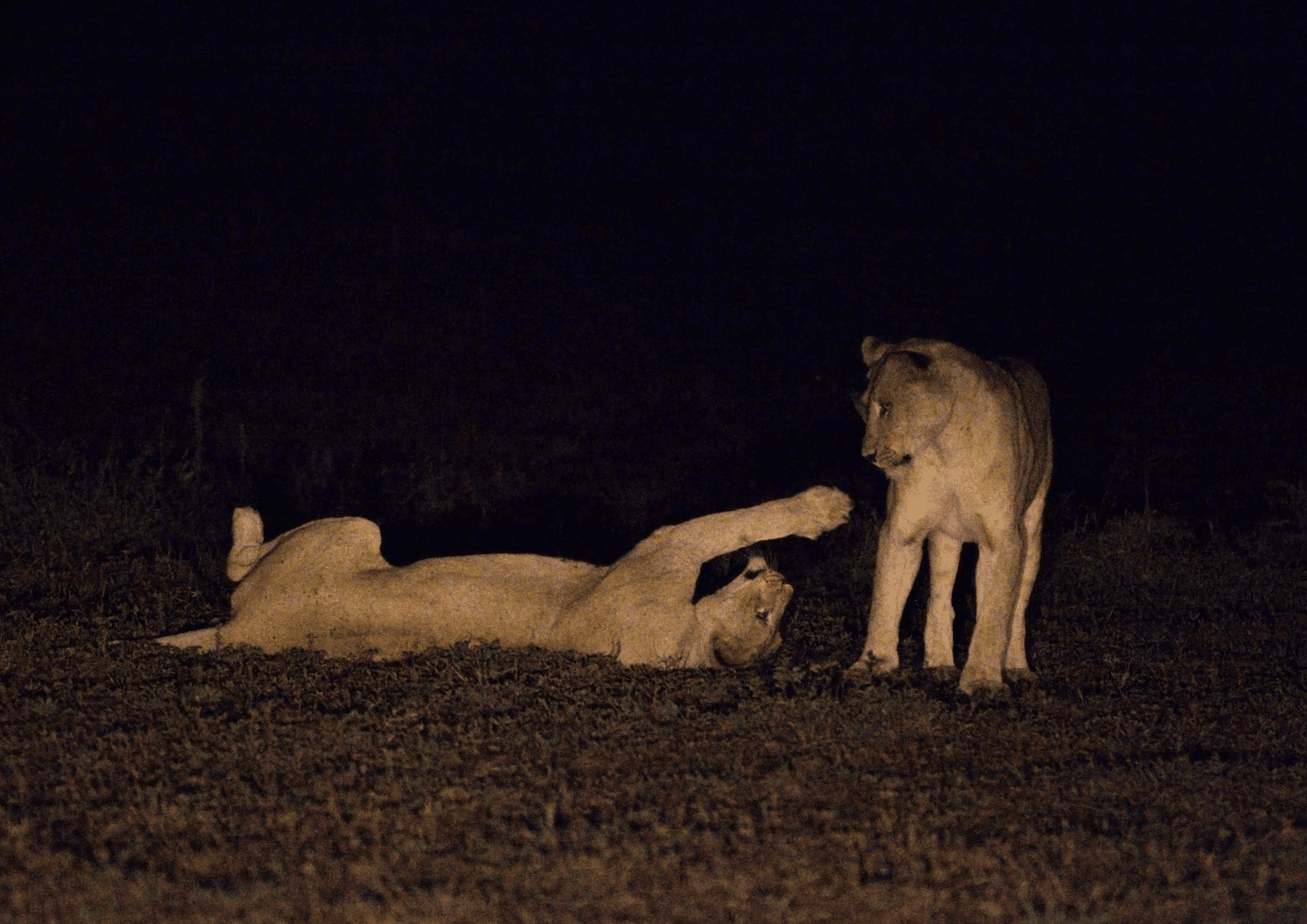 Night Game Drive at Tarangire National Park