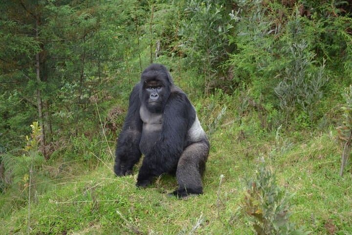 7-Day Private Uganda Chimpanzees and Gorilla Trek Tour from Entebbe