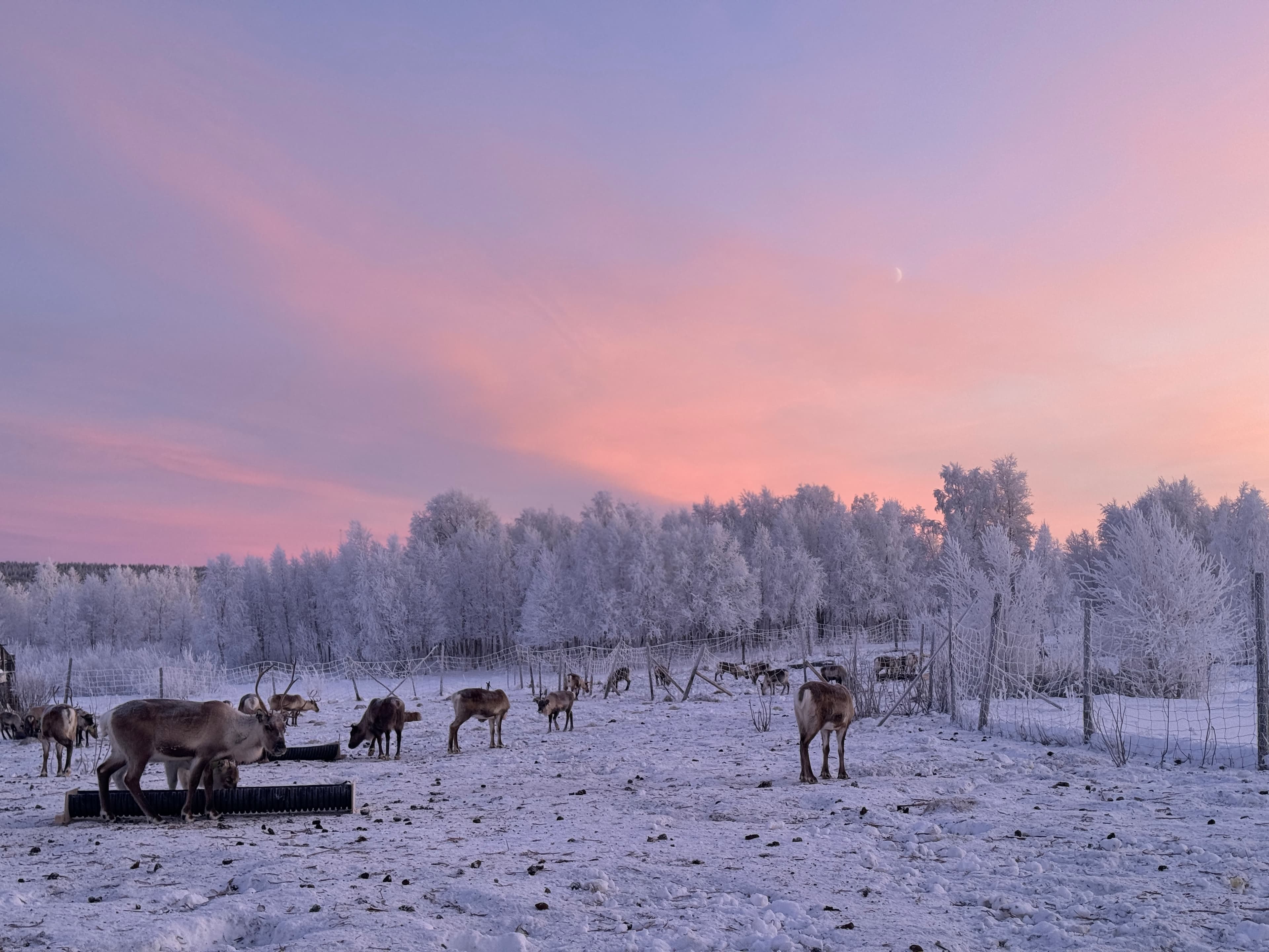 Experience a Hands On Reindeer Feeding and Sámi Culture 10:30 am