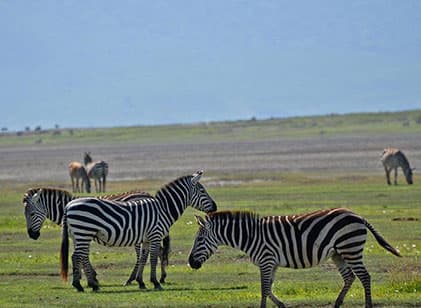 4-Day Tanzania Private Luxury Safari with Free Kids Under 3