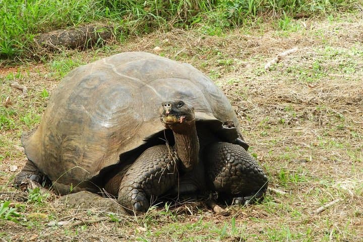 4-Day Galapagos Classic Tour: Santa Cruz, Bartolome or Seymour