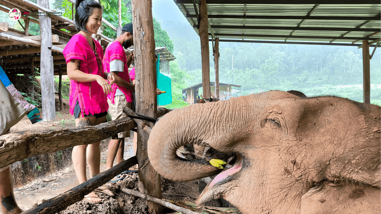 Chiang Mai: Elephant Sanctuary with Lunch Day Tours