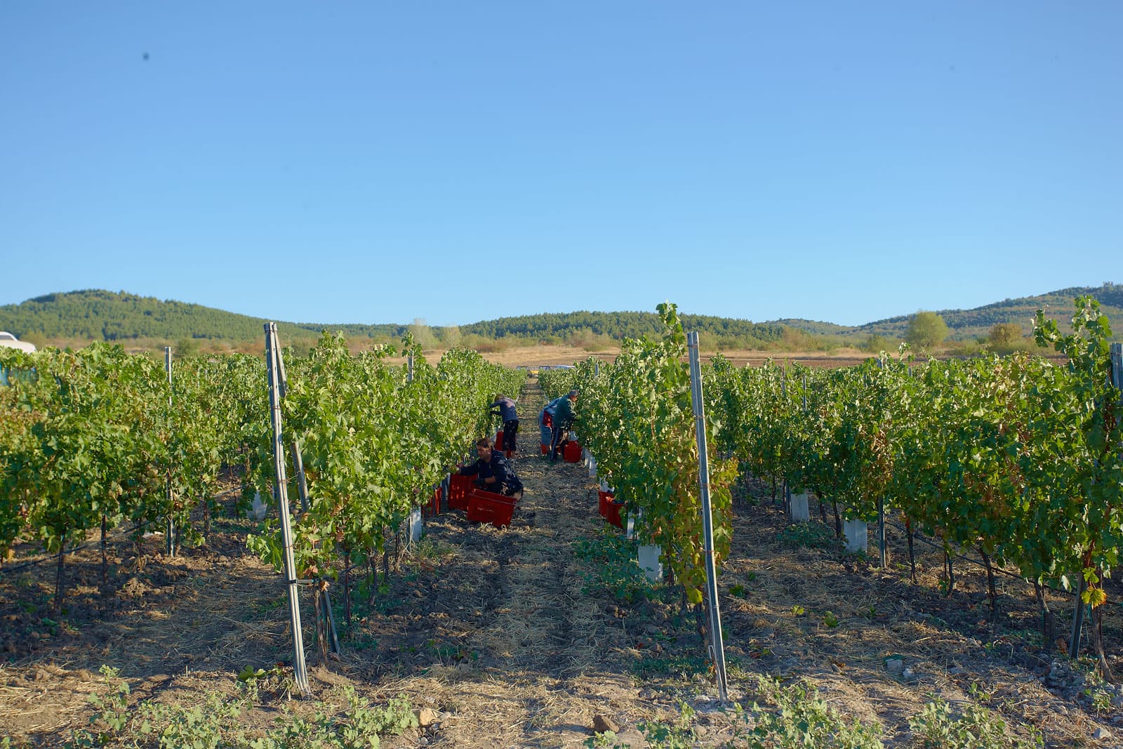 Private Day Trip From Plovdiv To Wine Cellars And Wine Tasting