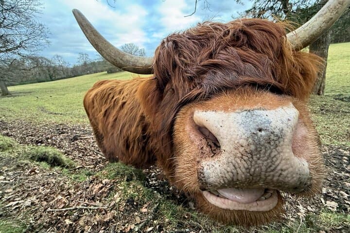  Highlands Cows Glencoe and Castles Private Tour from Glasgow