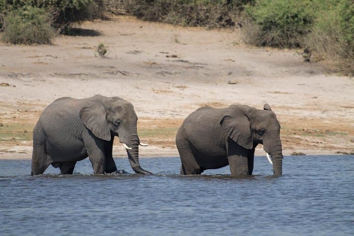 Full-Day Safari Tour to Chobe National Park with Boat Ride