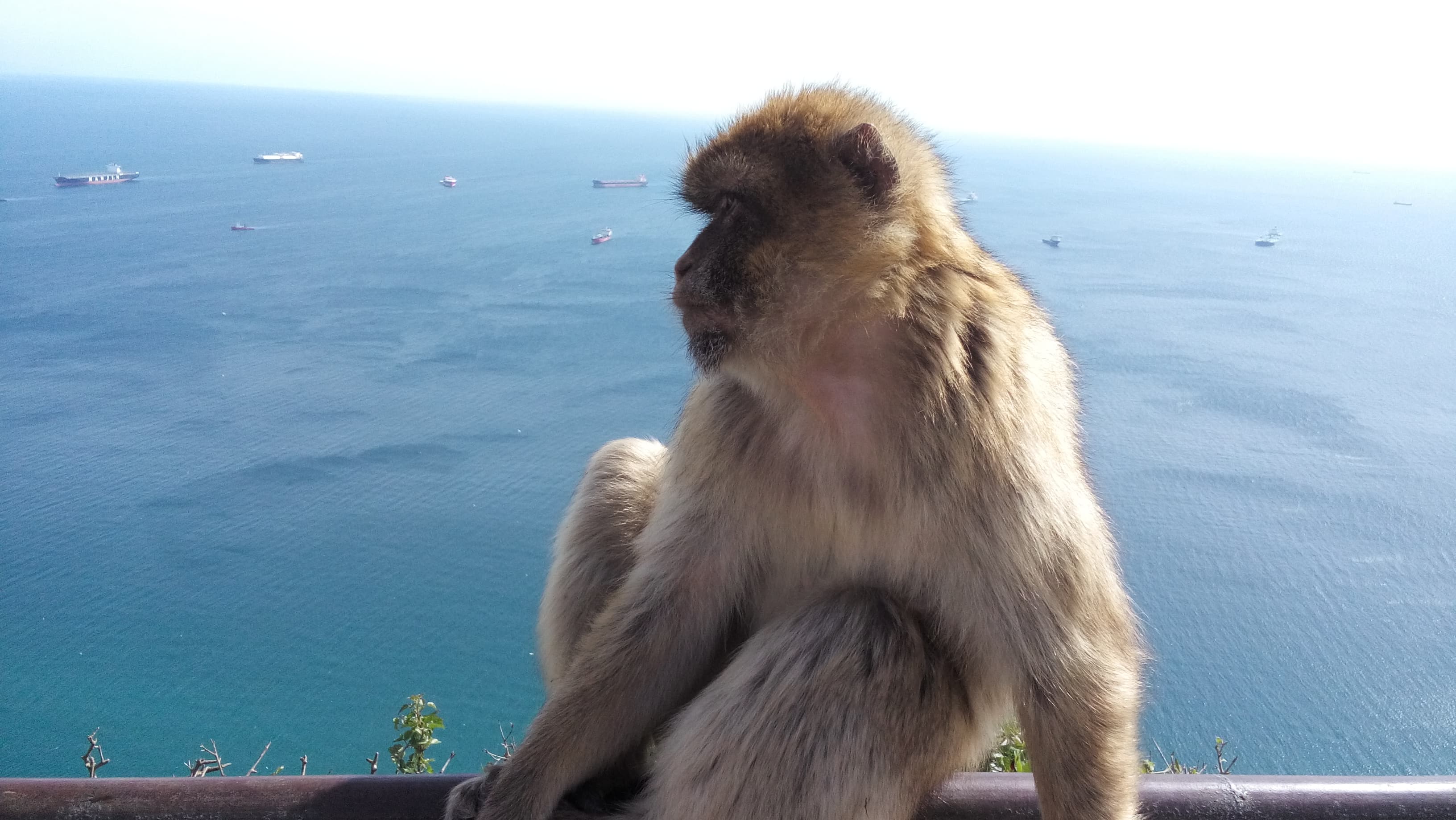 Gibraltar private tour from Costa del Sol