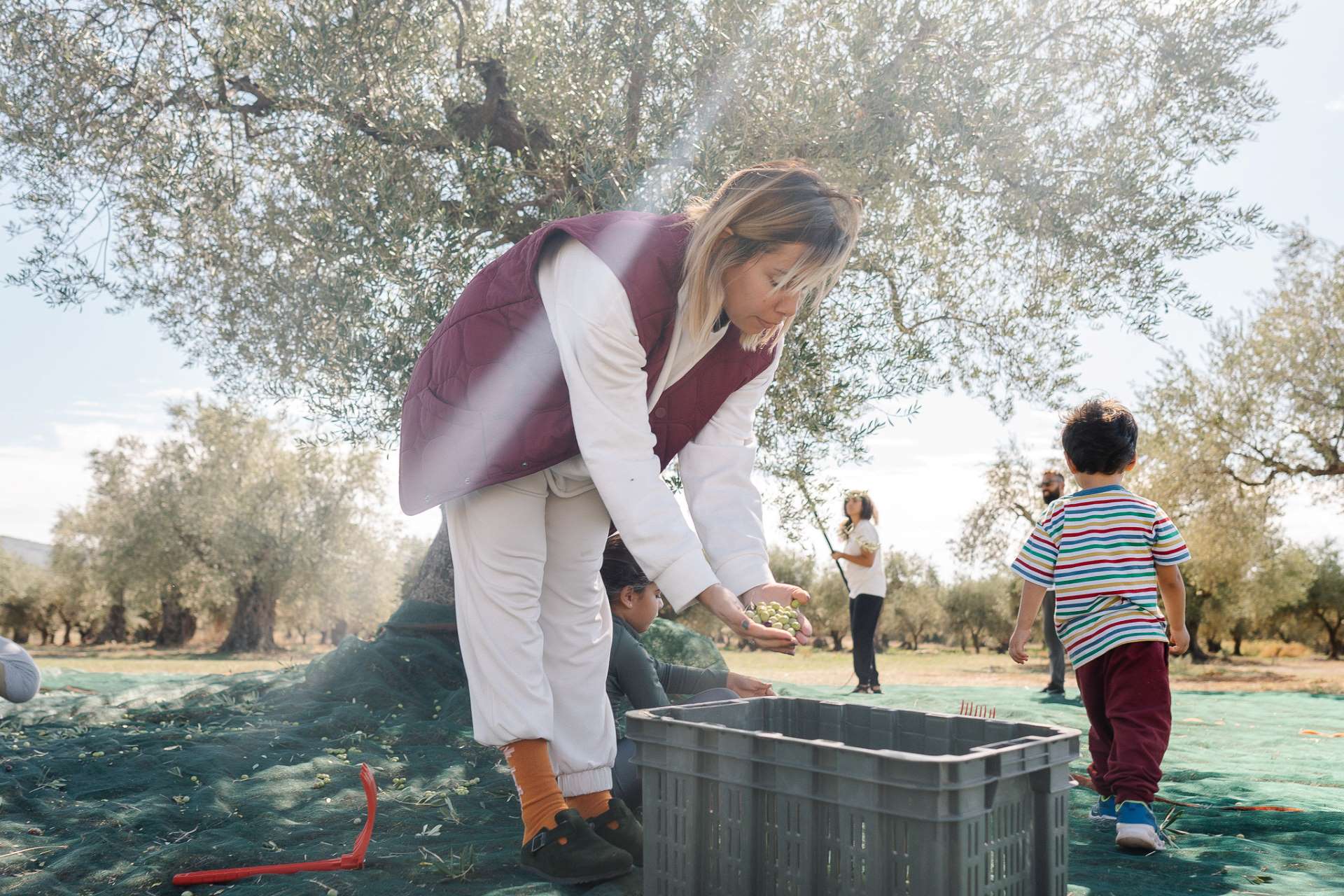 Olive Harvest Retreat