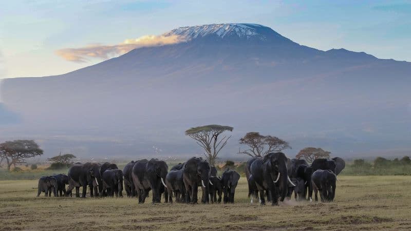 Quick Getaway Safari: 3 Days with Amboseli’s Famous Gentle Giants