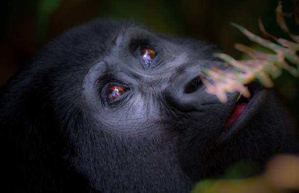 5-Day Primate Immersion: Gorilla & Chimpanzee Habituation Adventure