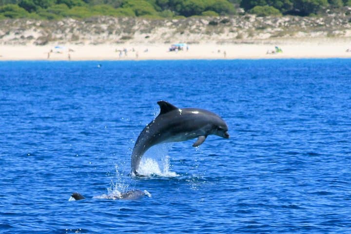 Private Tour - Dolphin & Whale Watching - Half Day