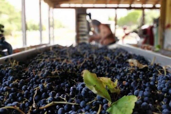 Sklavos Estate : Kefalonia Wine & Gastronomy Experience