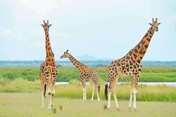 12 Days Gorillas, Chimps Trekking and Wildlife Budget Tour