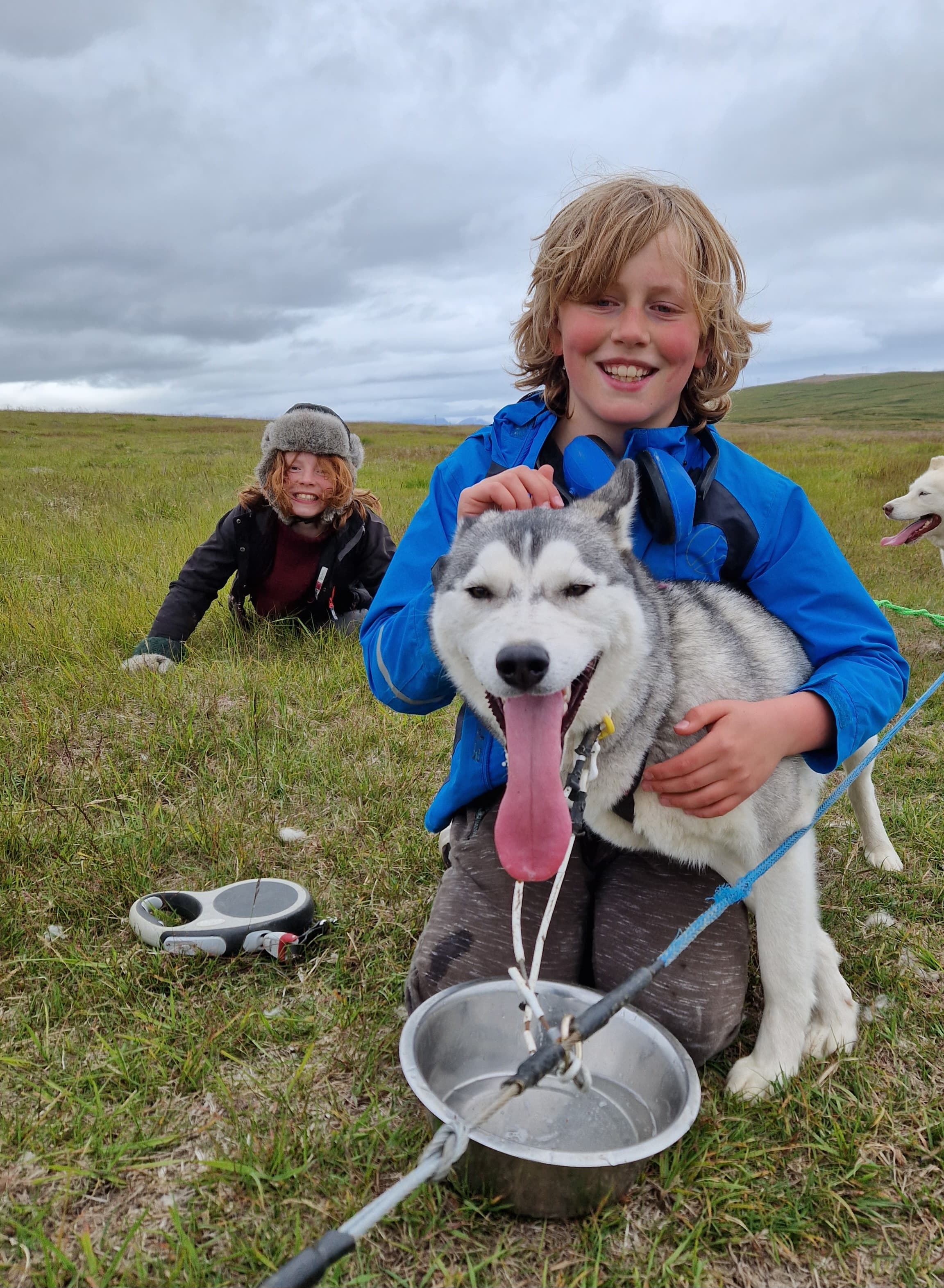 Siberian Husky dry land Dog sledding
