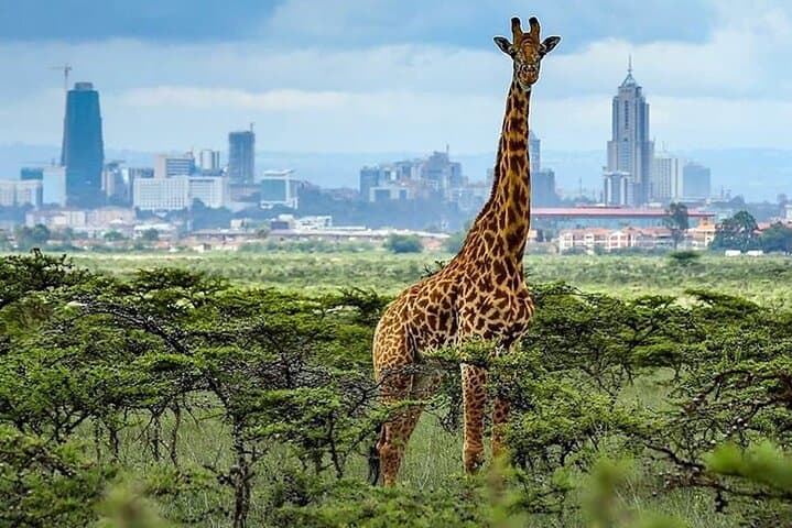 Nairobi National Park day tour