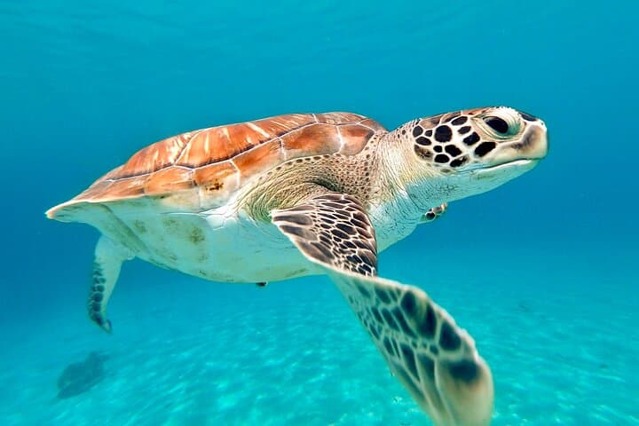 Turtles, Beach and Flamingo in Curacao Private photoshoot Tour