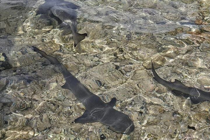 Visit the Shark Bay on the island of Sal